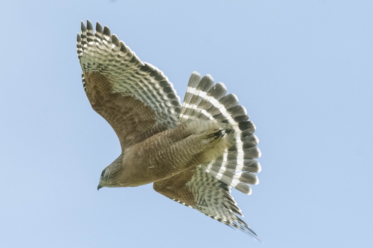 Red-shouldered Hawk - James McNamara