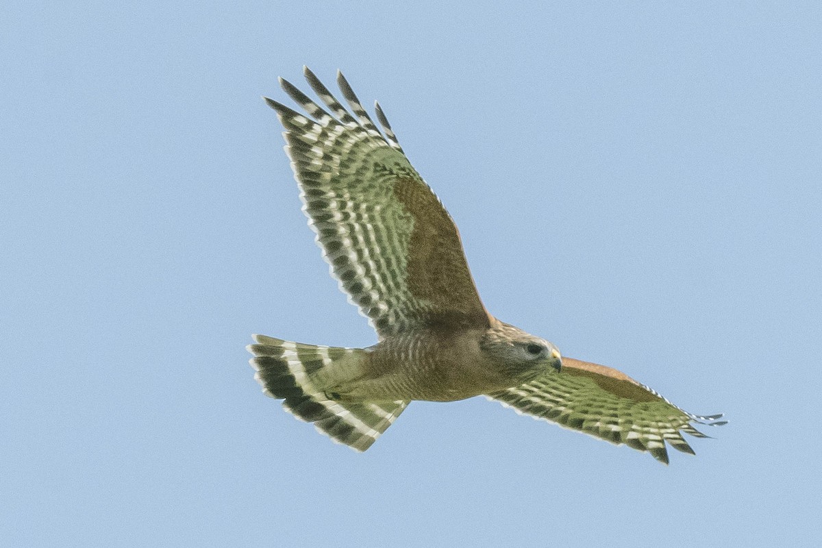 Red-shouldered Hawk - James McNamara