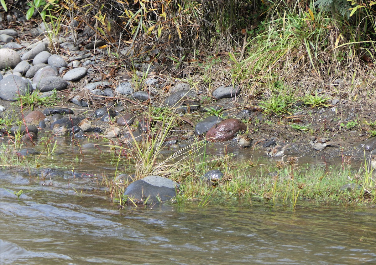 House Sparrow - ML325033381