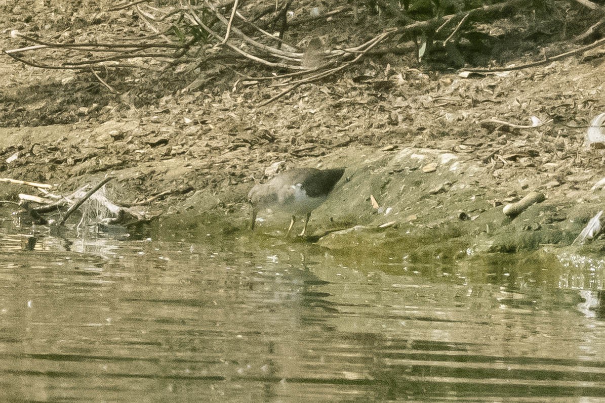 Spotted Sandpiper - ML325033751