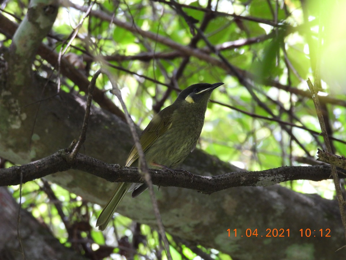 Lewin's Honeyeater - ML325033871