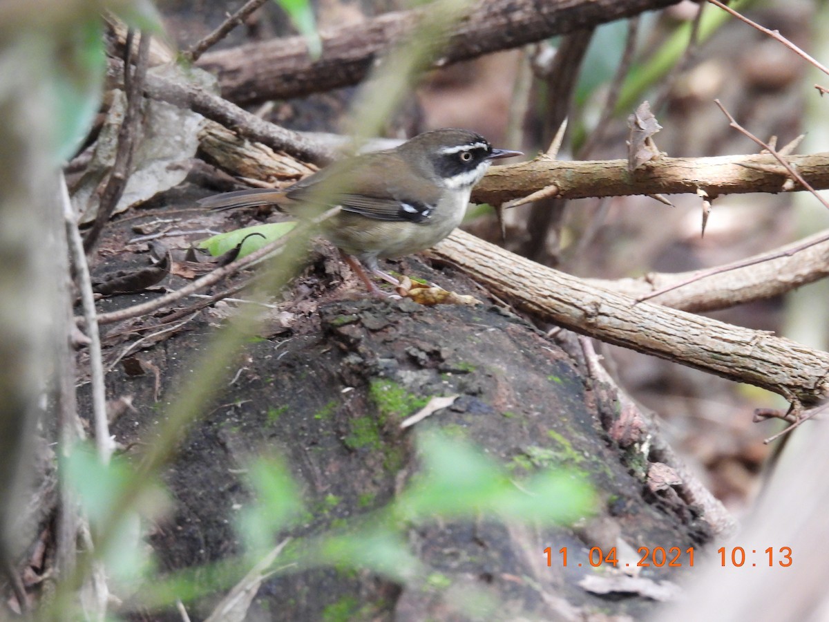 White-browed Scrubwren - ML325033971