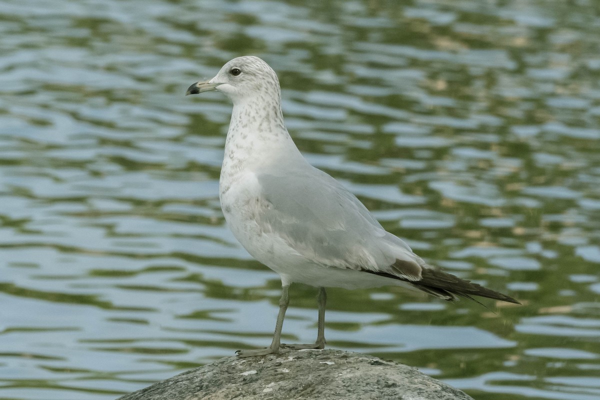 Ring-billed Gull - James McNamara