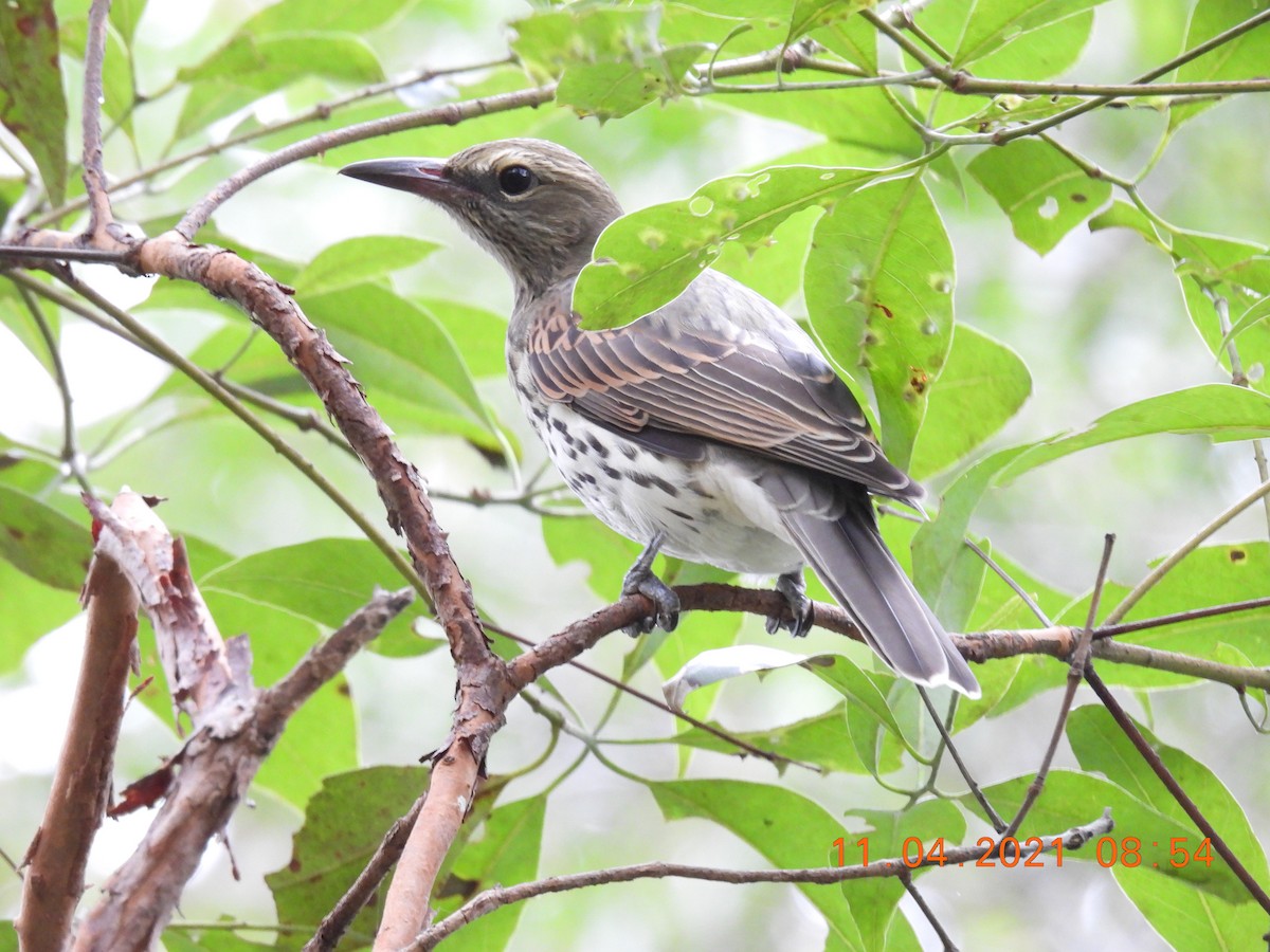 Olive-backed Oriole - ML325034361