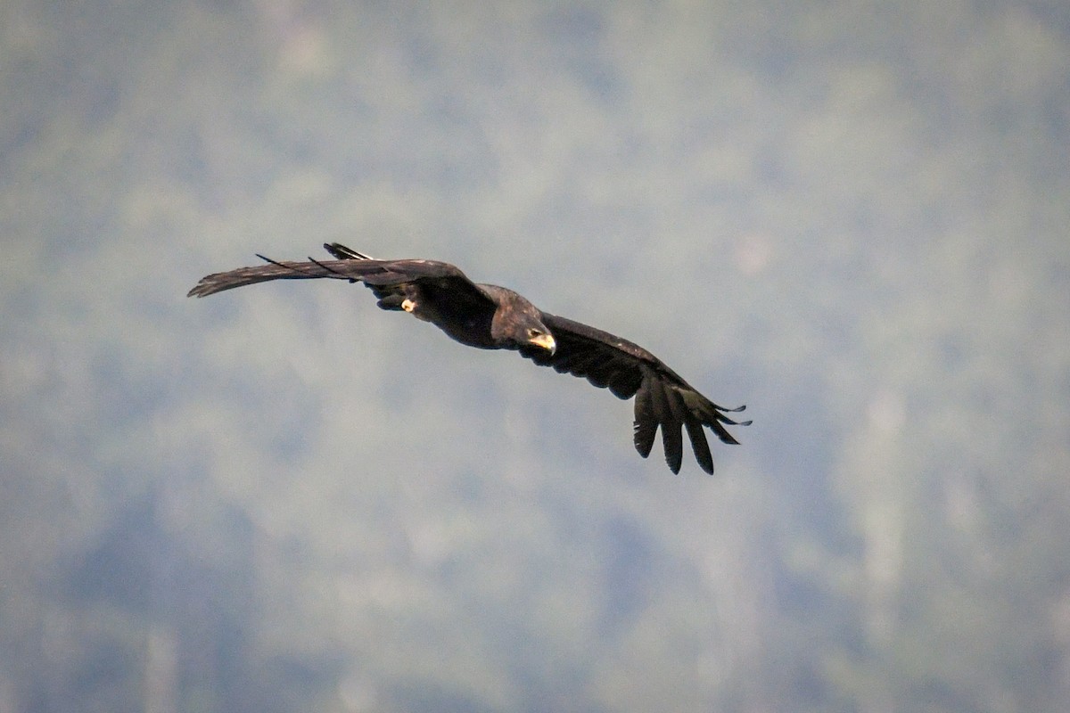 Black Eagle - Vivek Sudhakaran