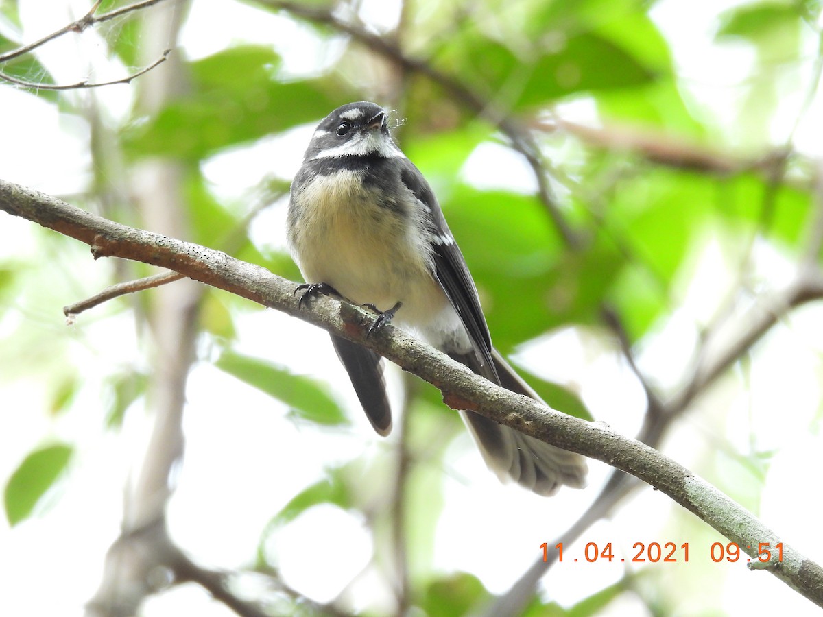 Gray Fantail (alisteri) - ML325034531