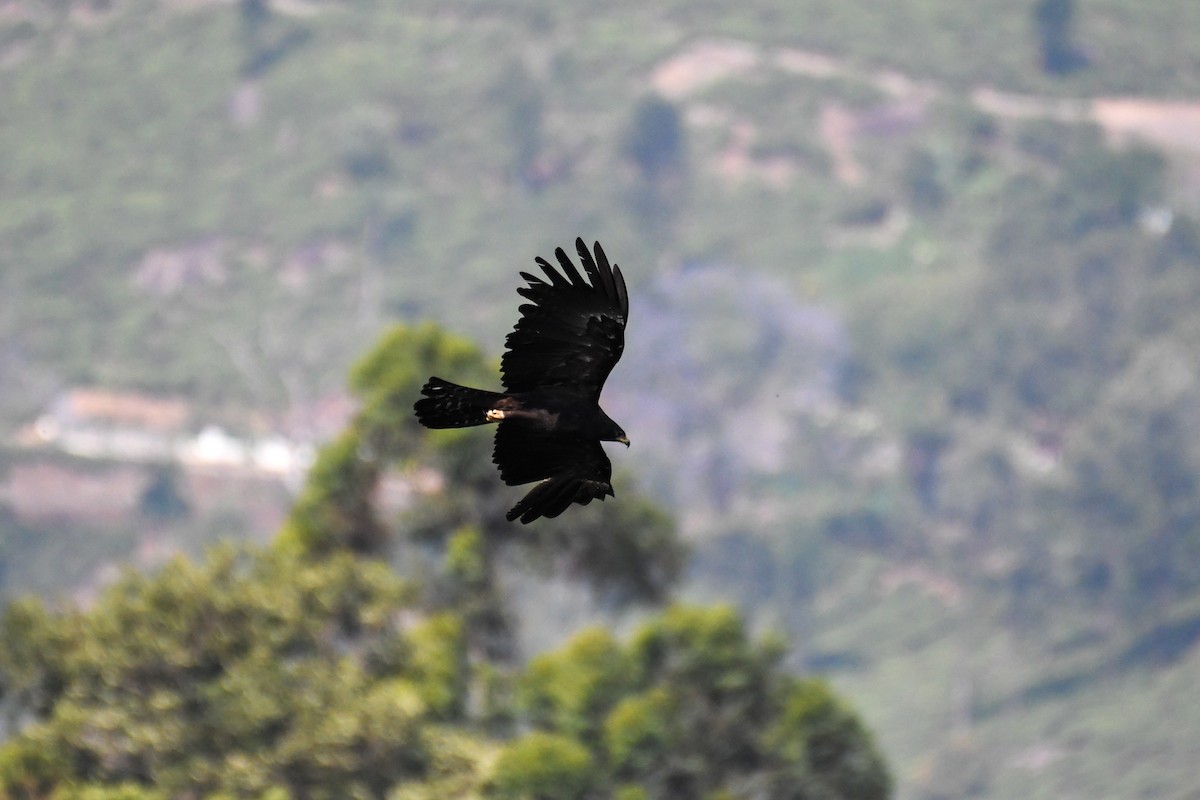 Black Eagle - Vivek Sudhakaran