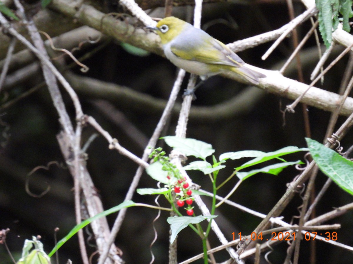 Silvereye - Trevor Oliver