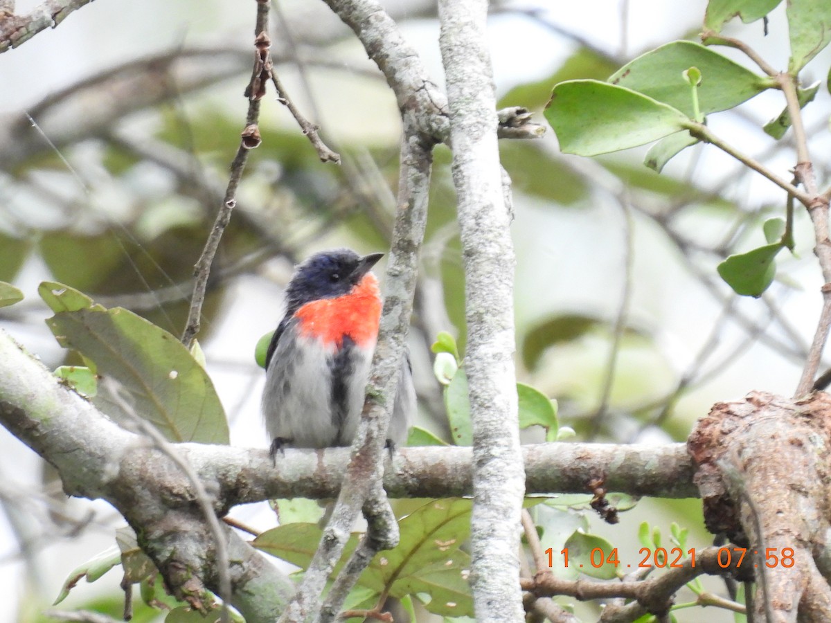 Picaflores Golondrina - ML325034831