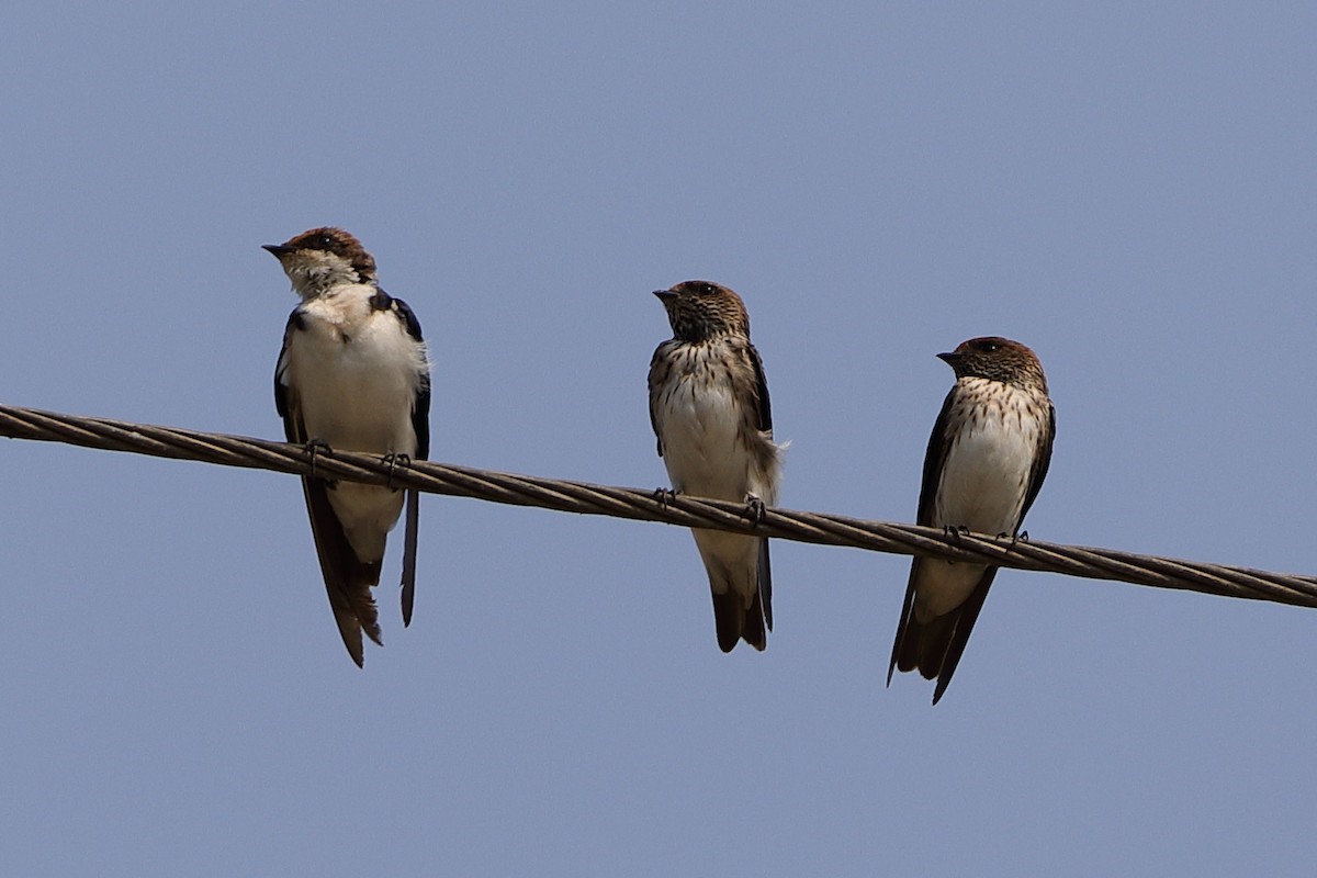 Streak-throated Swallow - ML325035161