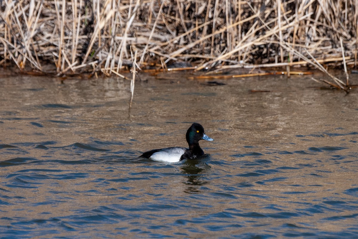 Lesser Scaup - Jovani Pannell