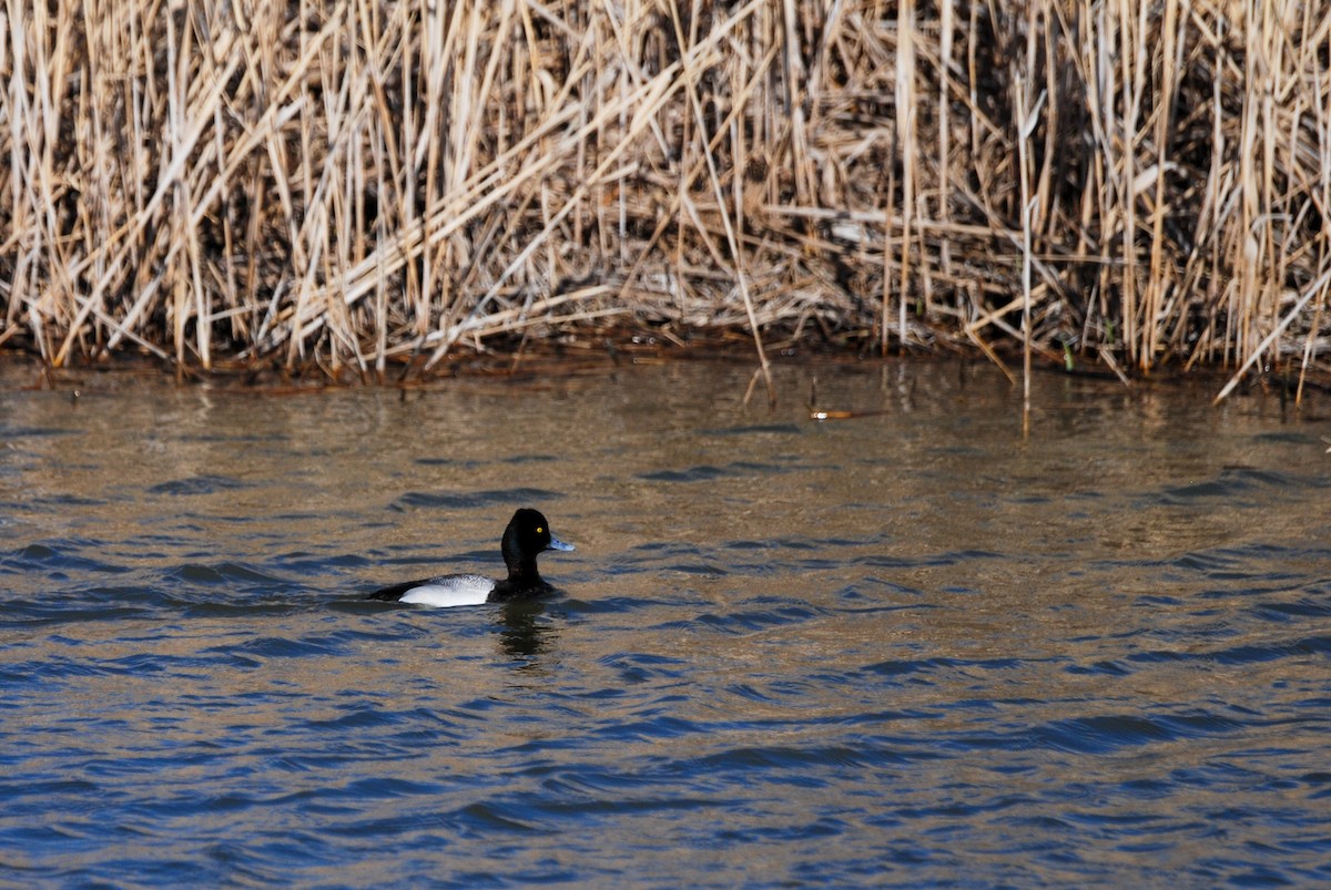 Lesser Scaup - Jovani Pannell