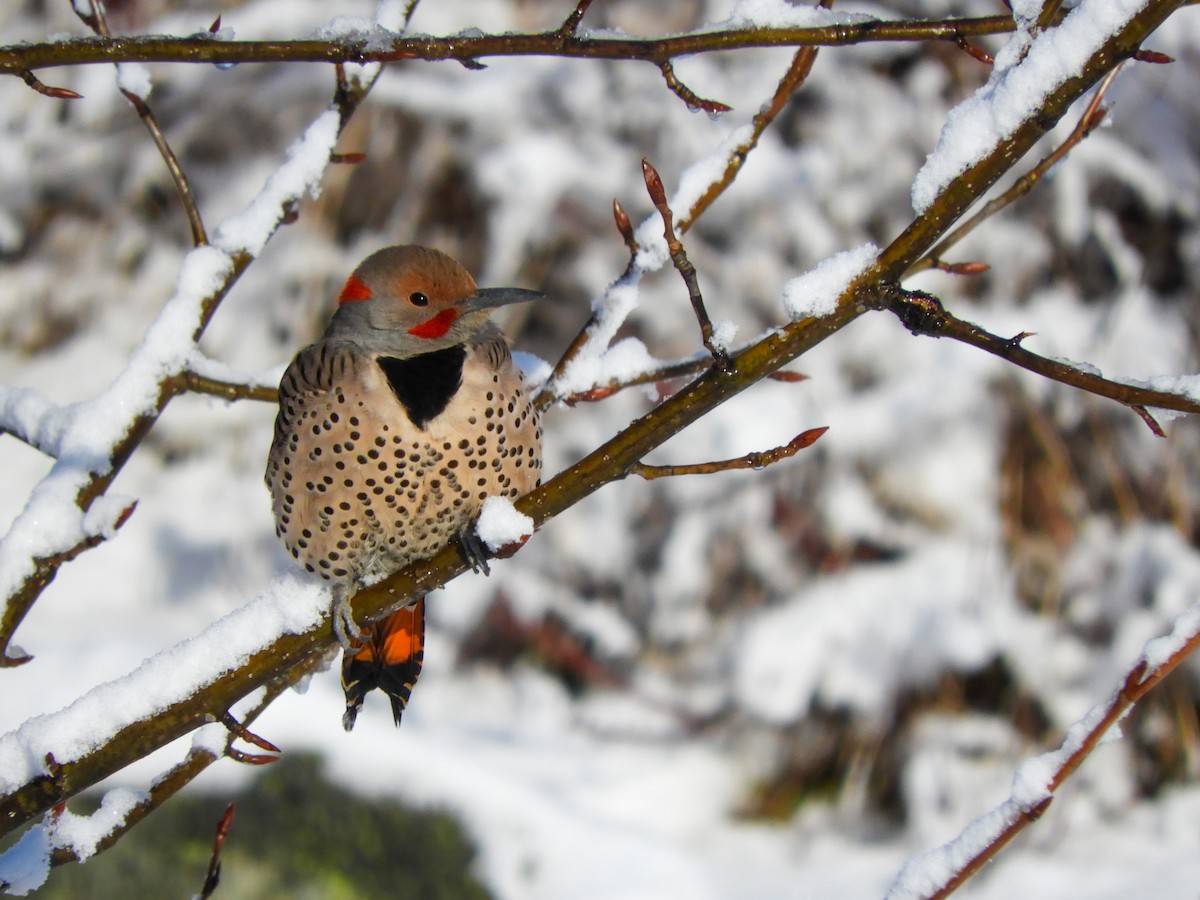 Northern Flicker (Yellow-shafted x Red-shafted) - ML325037021