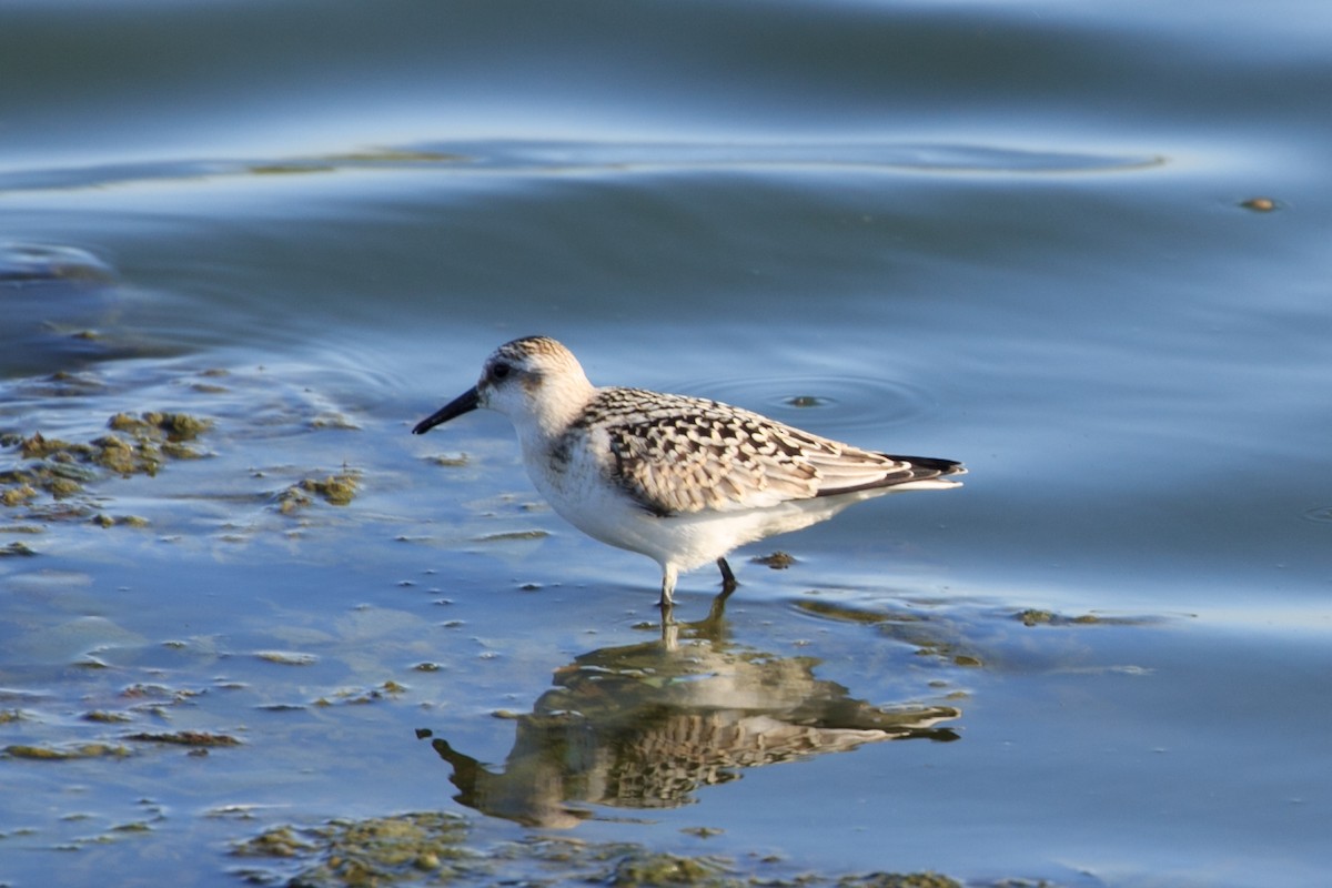 Bécasseau sanderling - ML325038101