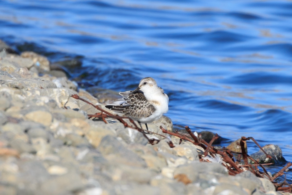 Bécasseau sanderling - ML325038141