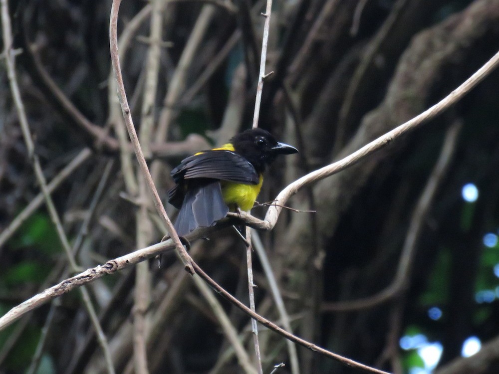 Black-throated Shrike-Tanager - ML32503821