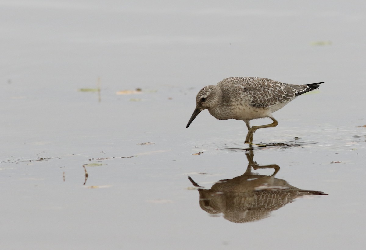 Red Knot - ML32503831