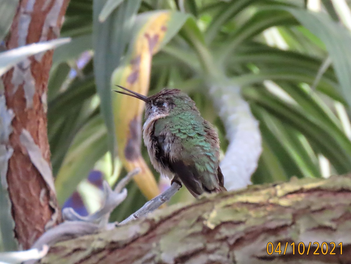 Calliope Hummingbird - ML325038621