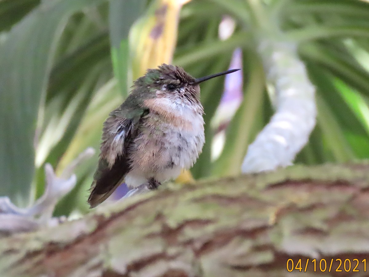 Calliope Hummingbird - ML325038731