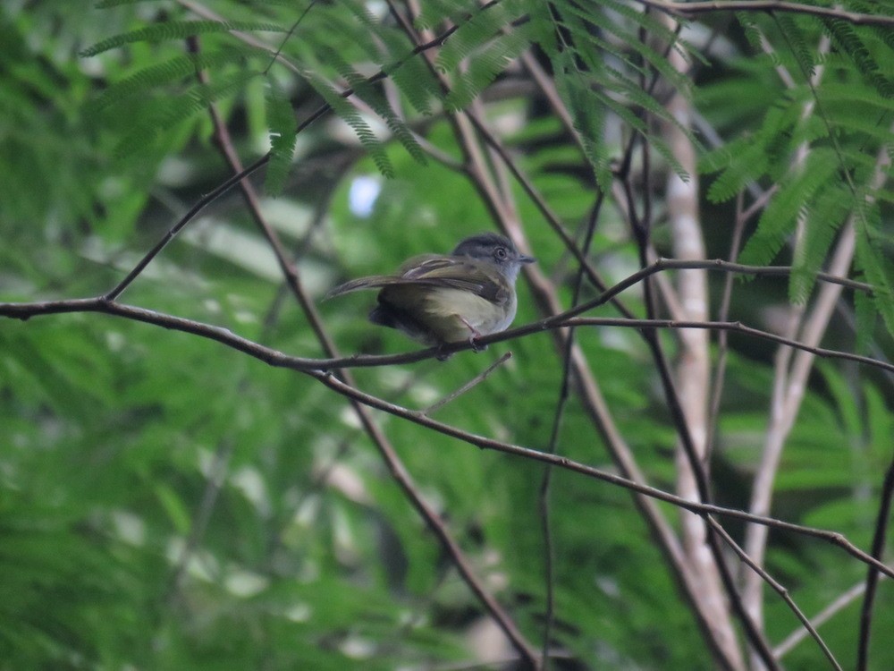 Yellow-olive Flatbill - Seth Inman