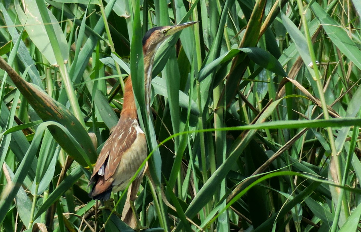 Little Bittern - ML325040681