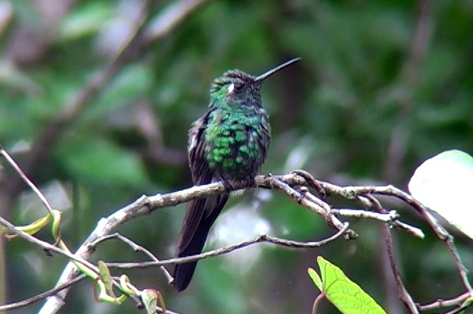 Cuban Emerald - ML325040891