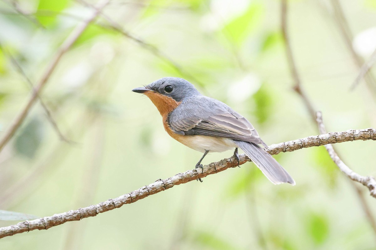 Leaden Flycatcher - ML325042241