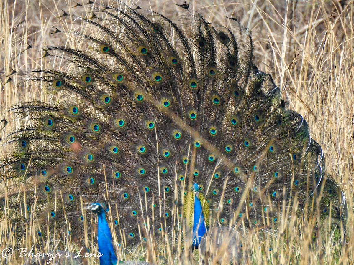 Indian Peafowl - Bhavya Gupta