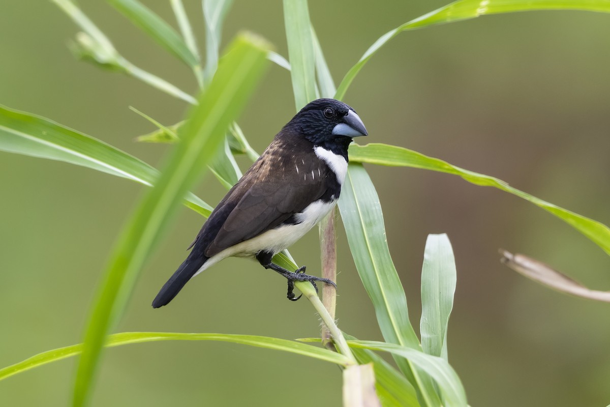 Magpie Mannikin - ML325042291