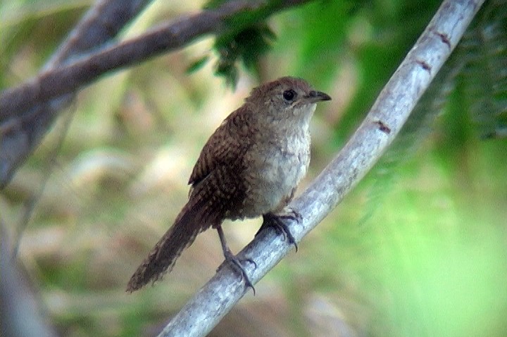 Troglodyte de Zapata - ML325042491