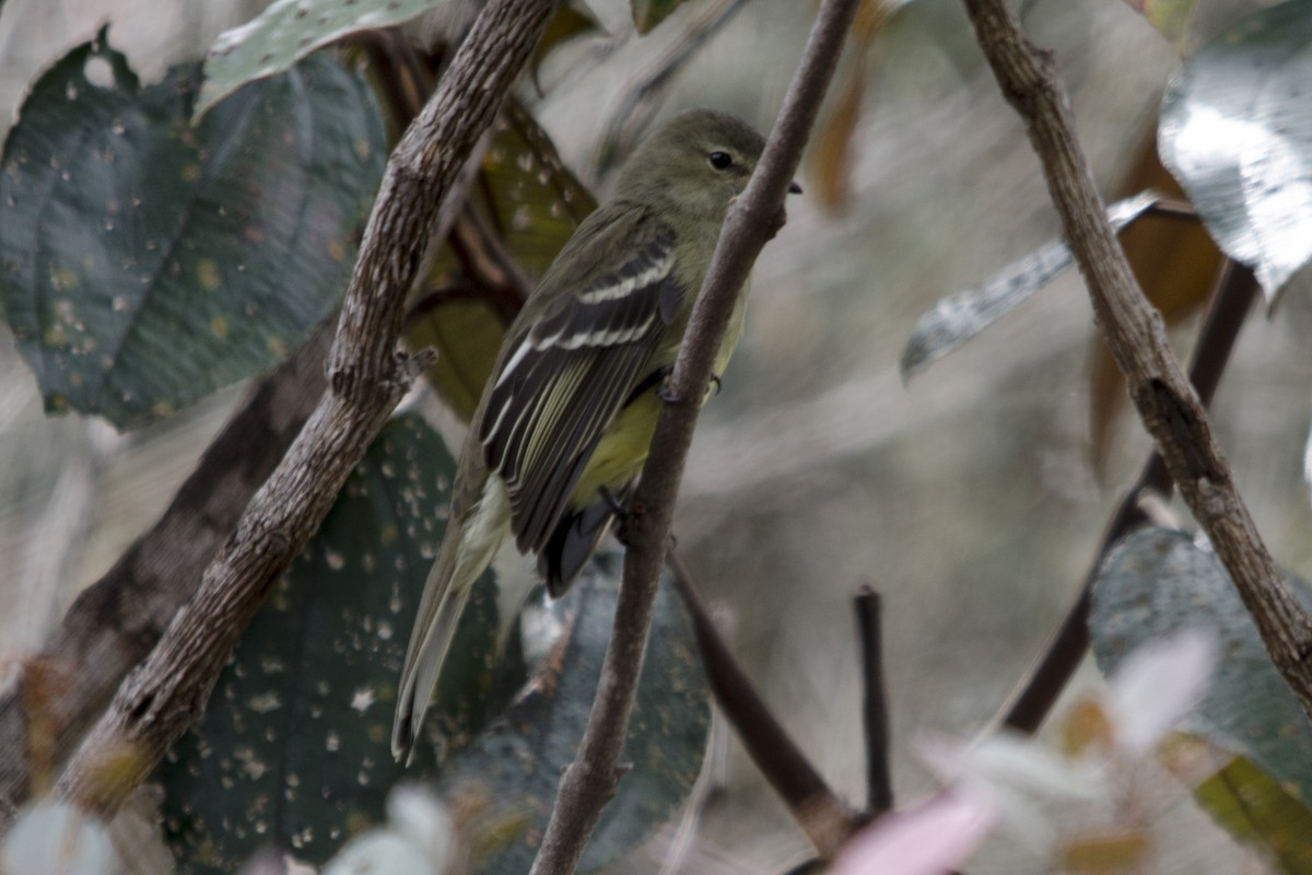 Small-headed Elaenia - Luiz Carlos Ramassotti