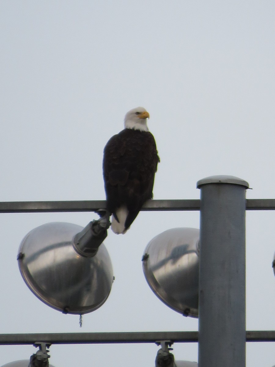 Bald Eagle - Calen Randall