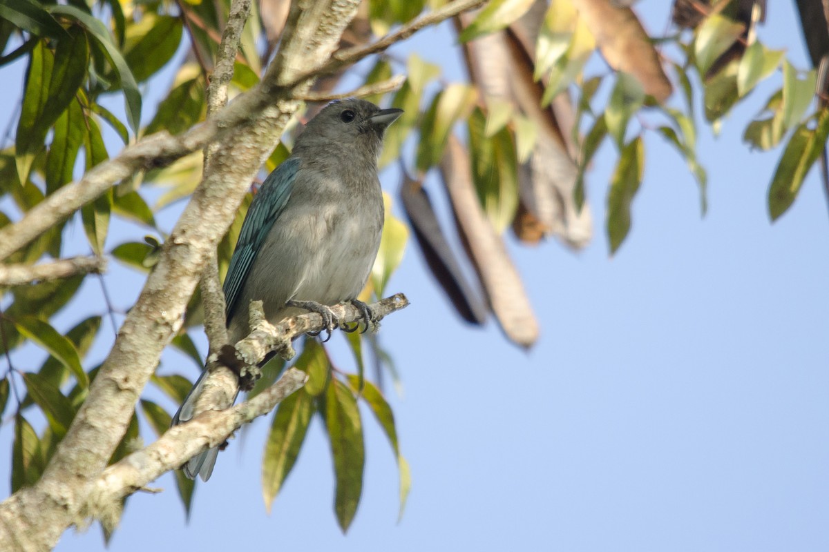 Sayaca Tanager - ML32504411