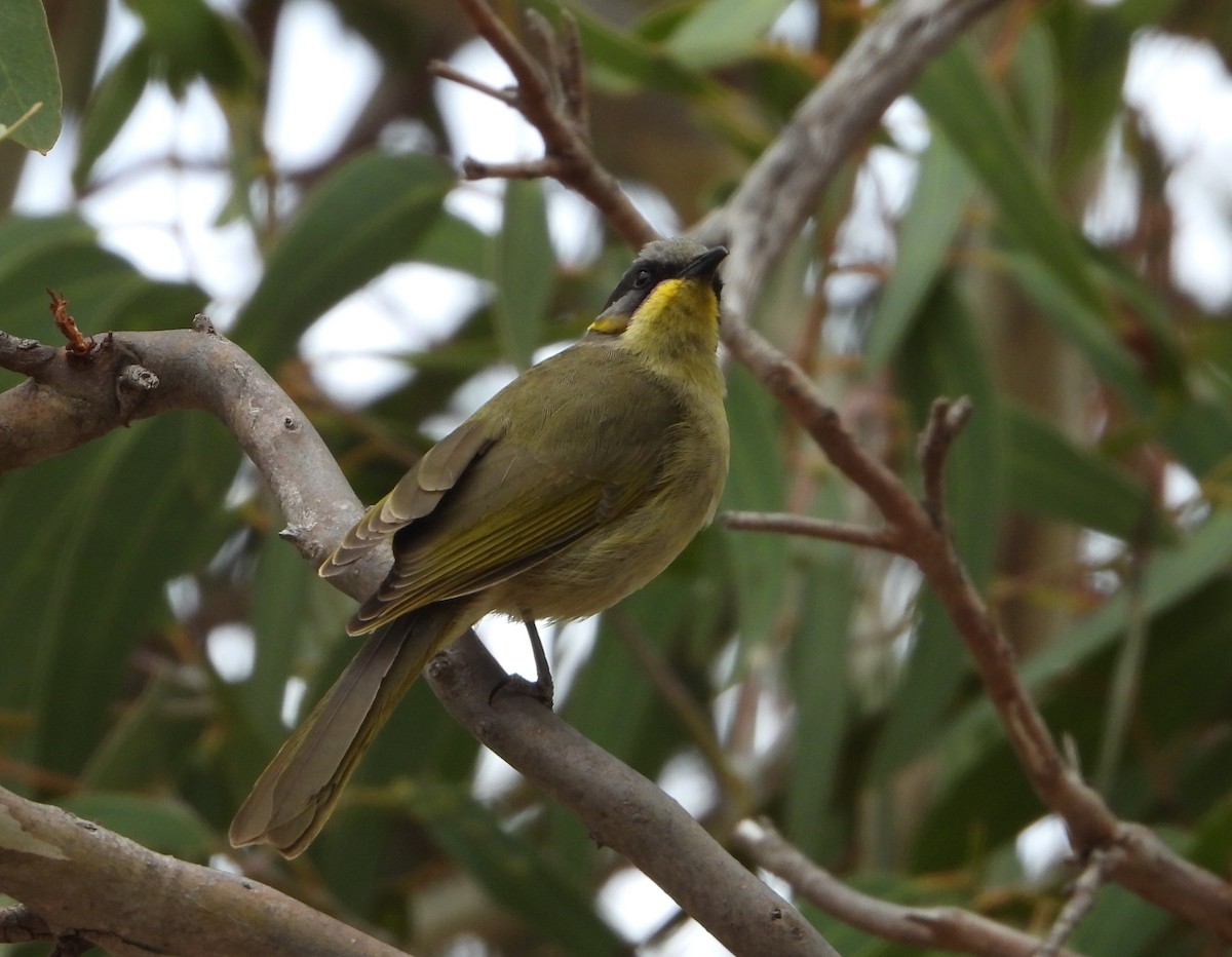 Purple-gaped Honeyeater - ML325045821