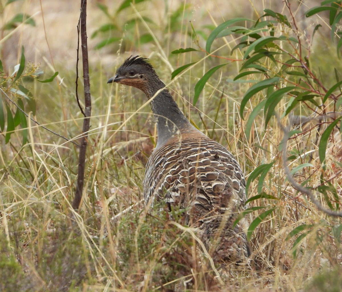 Malleefowl - ML325045841
