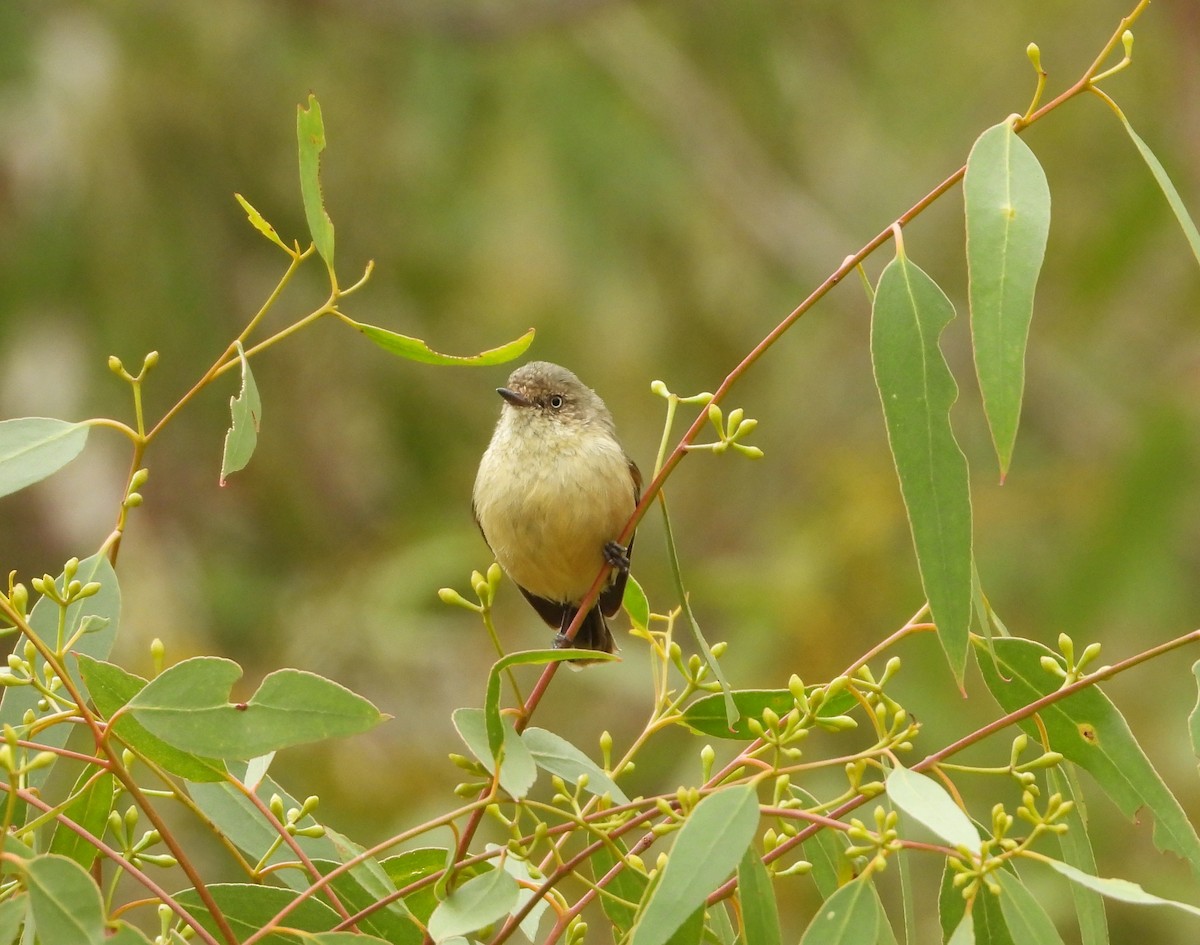 Buff-rumped Thornbill - ML325045871