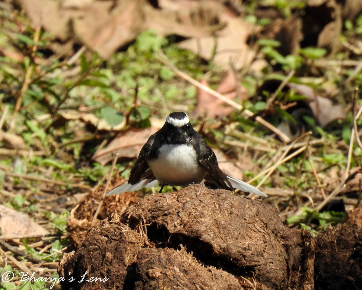 White-browed Fantail - ML325046241