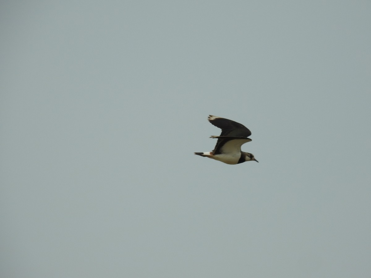 Northern Lapwing - Mohd Feroz