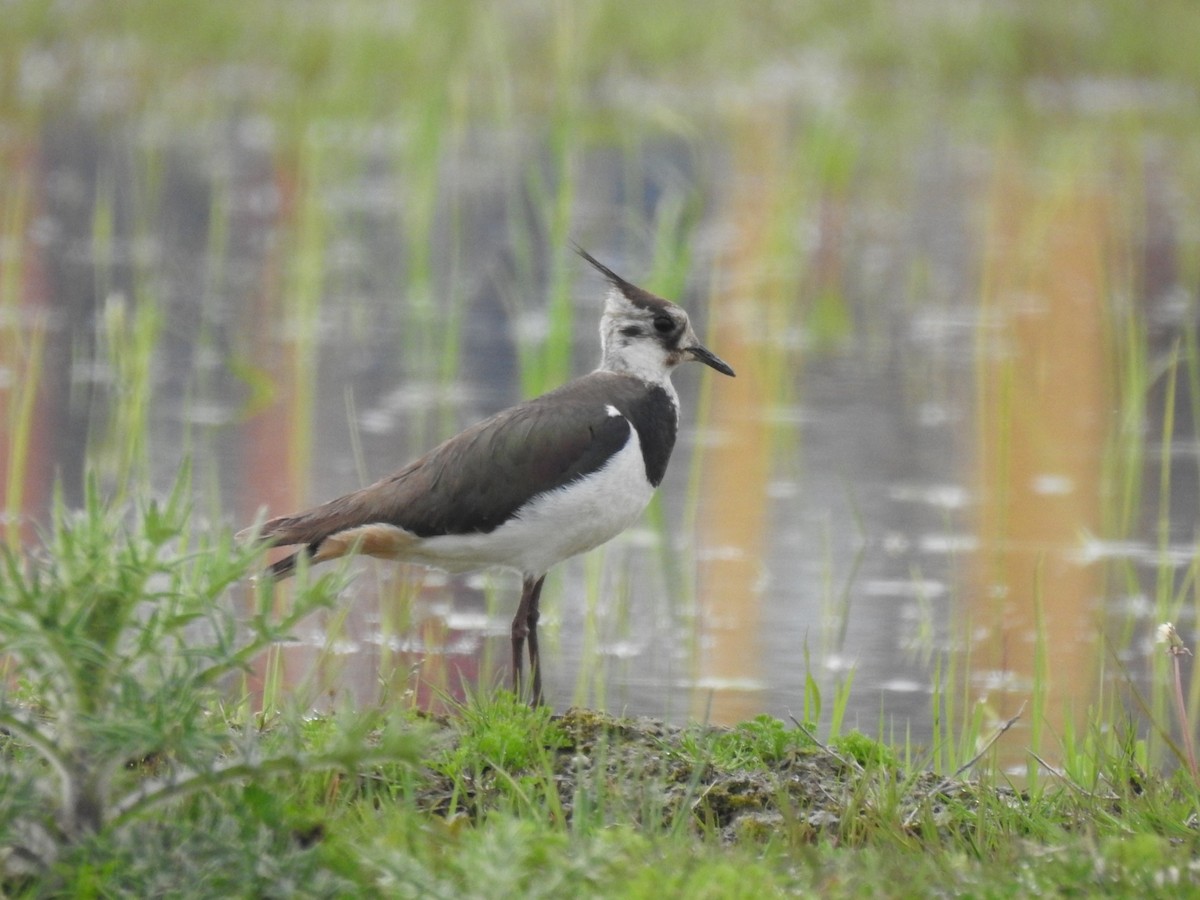 Northern Lapwing - ML325047041