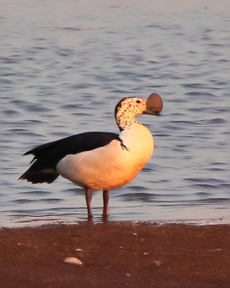 Knob-billed Duck - ML325047211