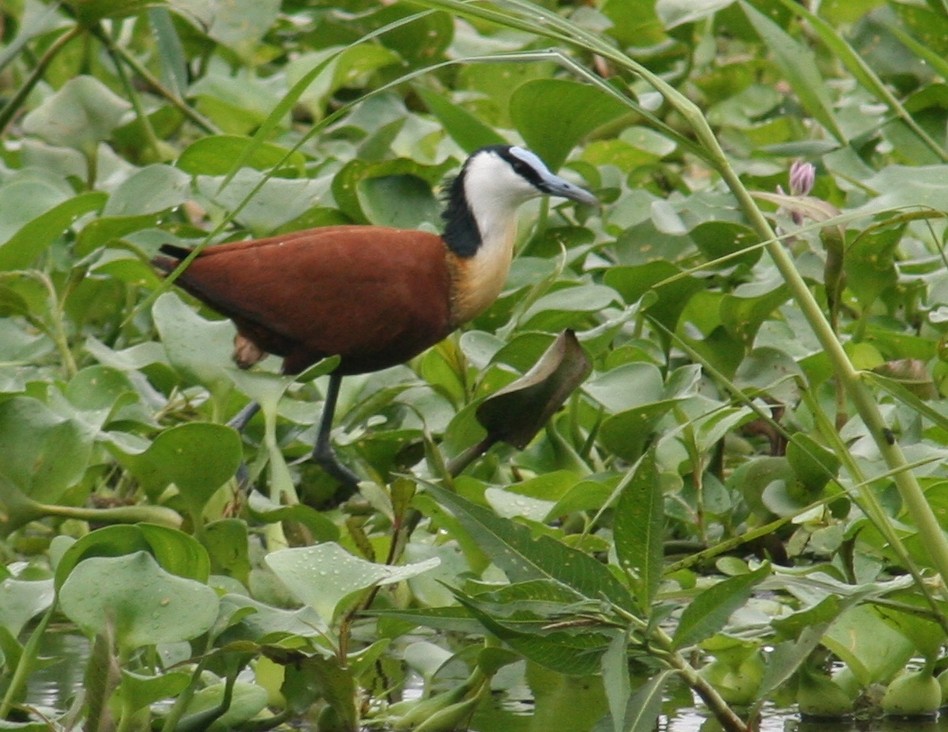 African Jacana - ML325048481