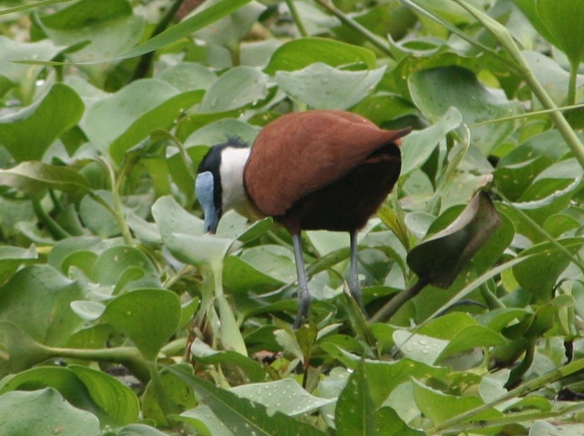 African Jacana - ML325049361