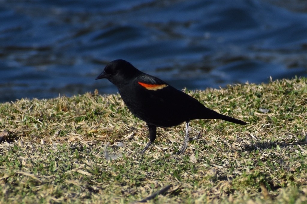 Red-winged Blackbird - ML325049581