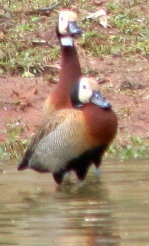 White-faced Whistling-Duck - Sue Hacking