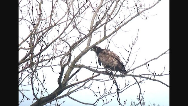 White-tailed Eagle - ML325049931