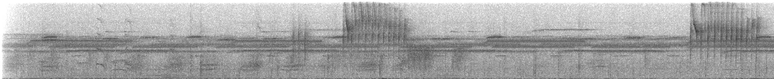 Ornate Stipplethroat - ML325050