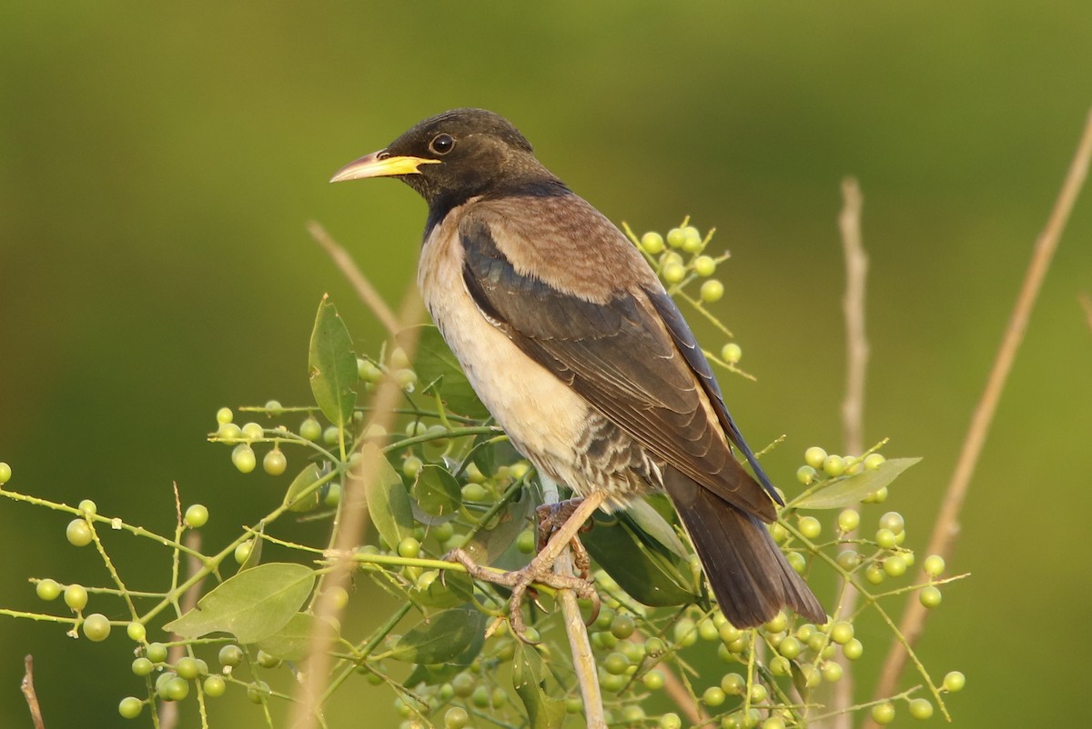 Rosy Starling - Bhaarat Vyas