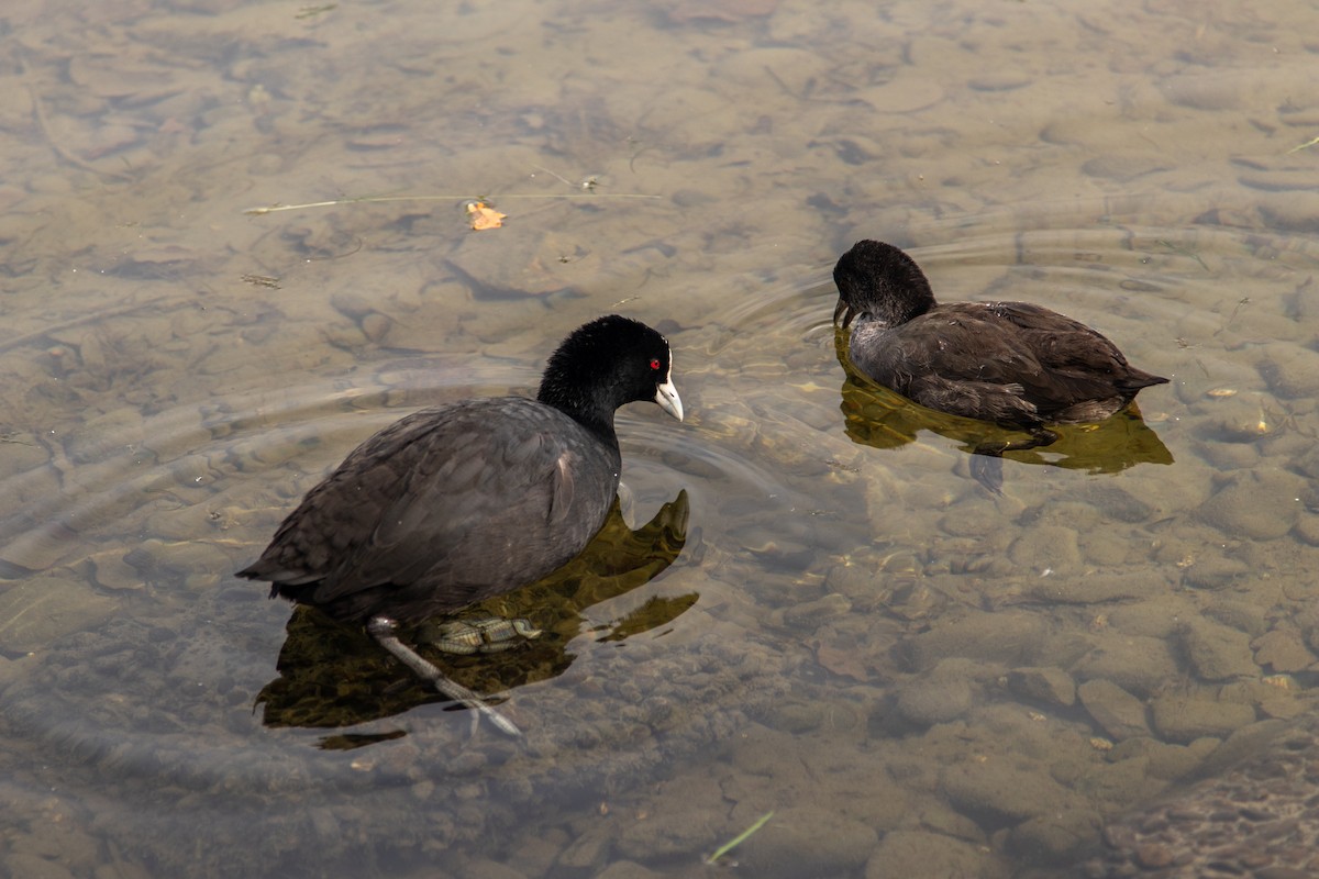 Eurasian Coot - ML325050751