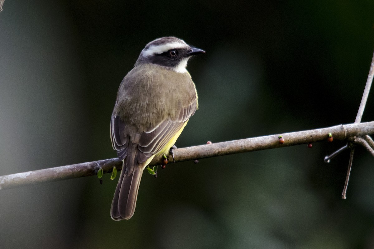 Rusty-margined Flycatcher - ML32505091