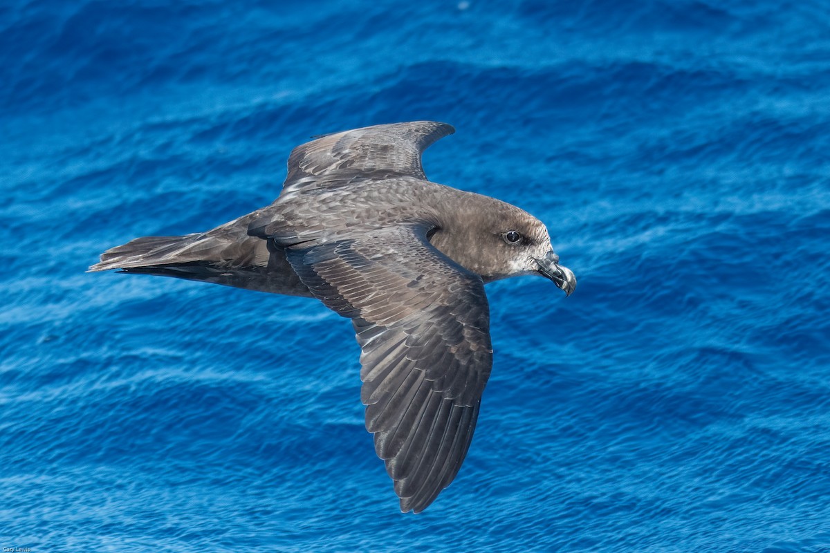 Petrel Carigrís - ML325051851